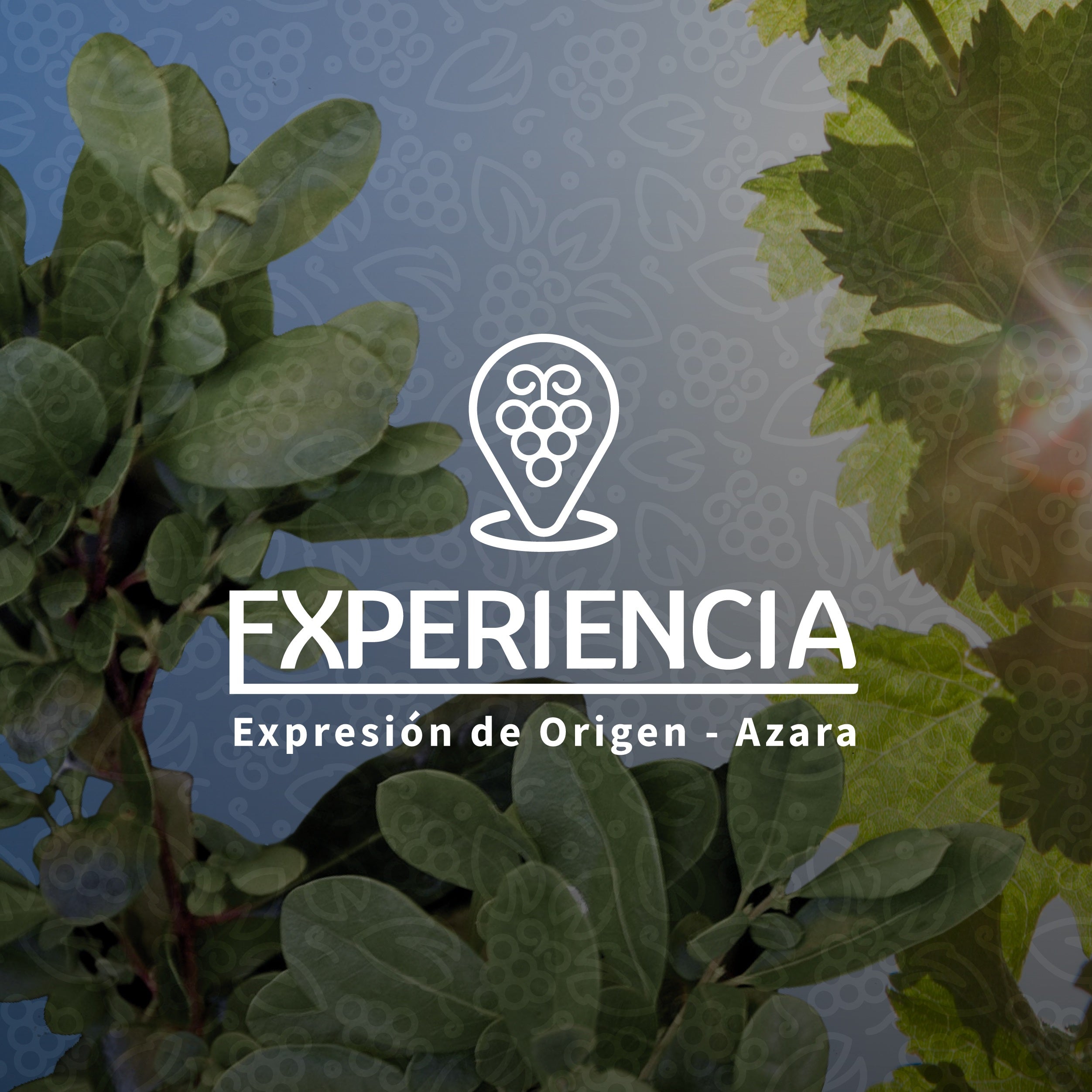 TERRANOBLE EXPERIENCIA CLIMA FRÍO ** degustación y visita bodega Talca –  Terranoble